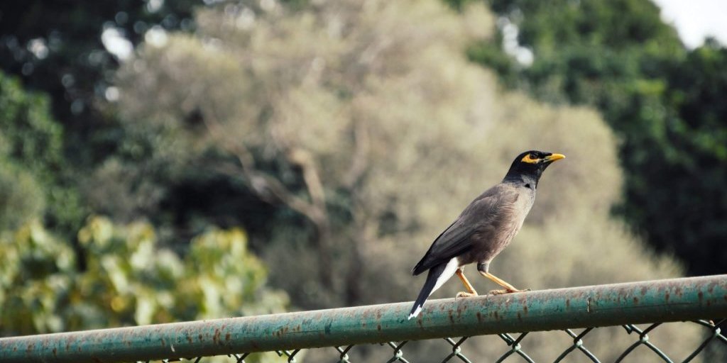 bird on fence